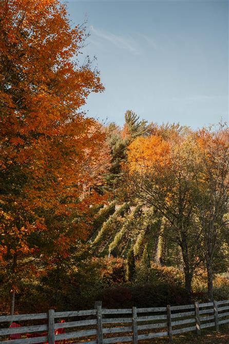 Période des Vendanges (&copy;Le Vignoble du Ruisseau)