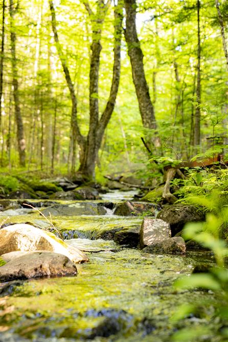 Aire de détente au ruisseau  (&copy;Christophe Roberge)