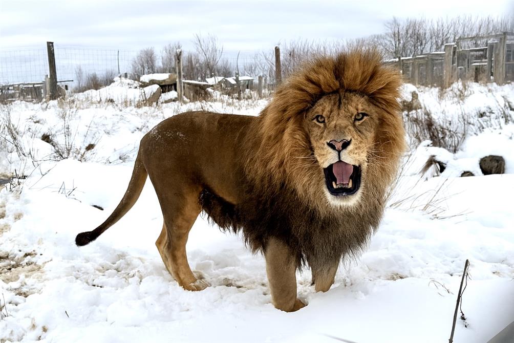 Lion dans la neige (&copy;Cinézoo)
