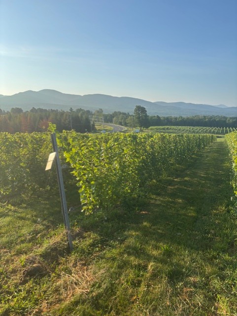 Vue sur le Mont Sutton (&copy;Domaine Girouard)