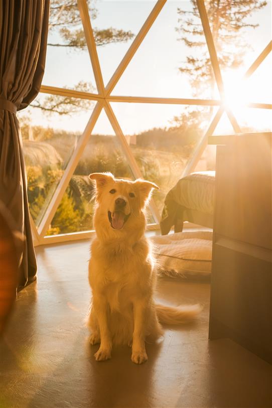 Chiens bienvenus dans nos dômes