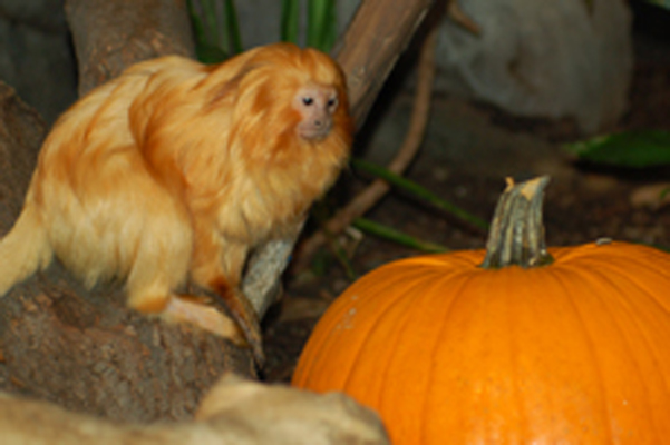 l'Halloween au Zoo (&copy;Zoo de Granby)
