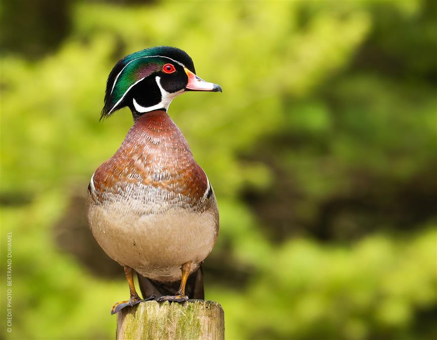 Canard branchu male (&copy;Bertrand Duhamel)