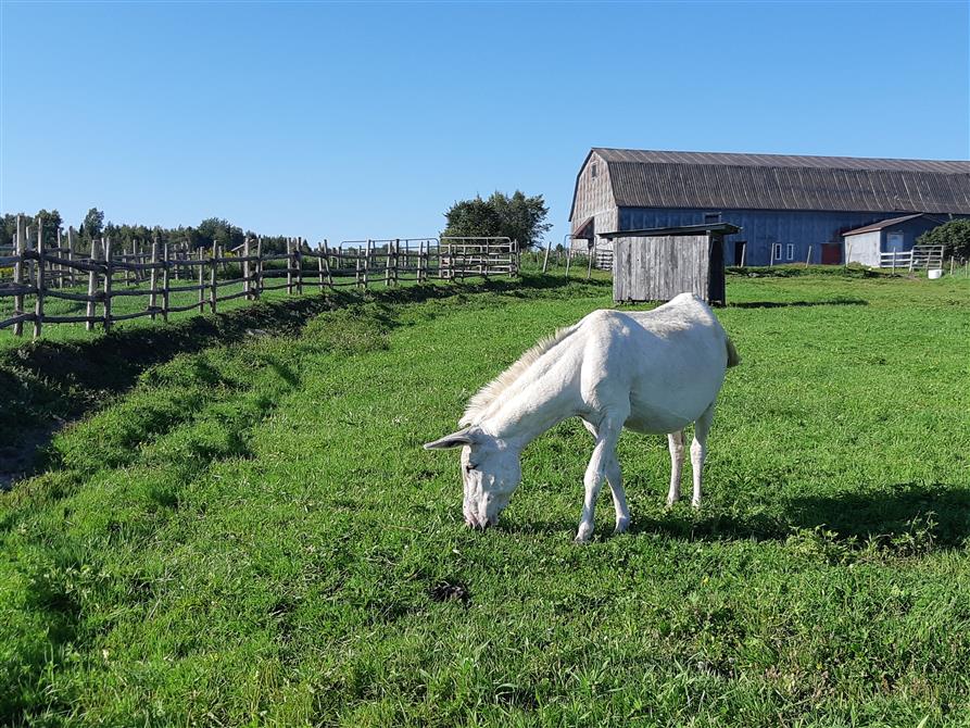 Melba devant la grange des ânes (&copy;Asinerie les ânes en culotte)