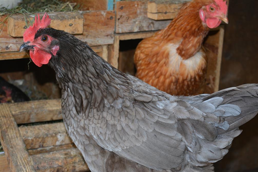 2023-10-30 09h17 (3) (&copy;CaJoler s.e.n.c.)