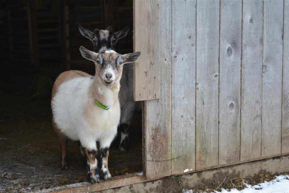 2023-12-30 14h12 (1) (&copy;CaJoler s.e.n.c.)