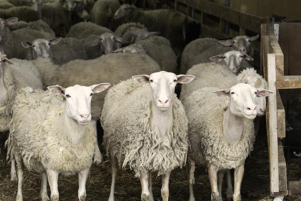 2024-05-19-flock-sheep-inside-barn-landscape-02 (&copy;Brebis de Bromont Inc.)