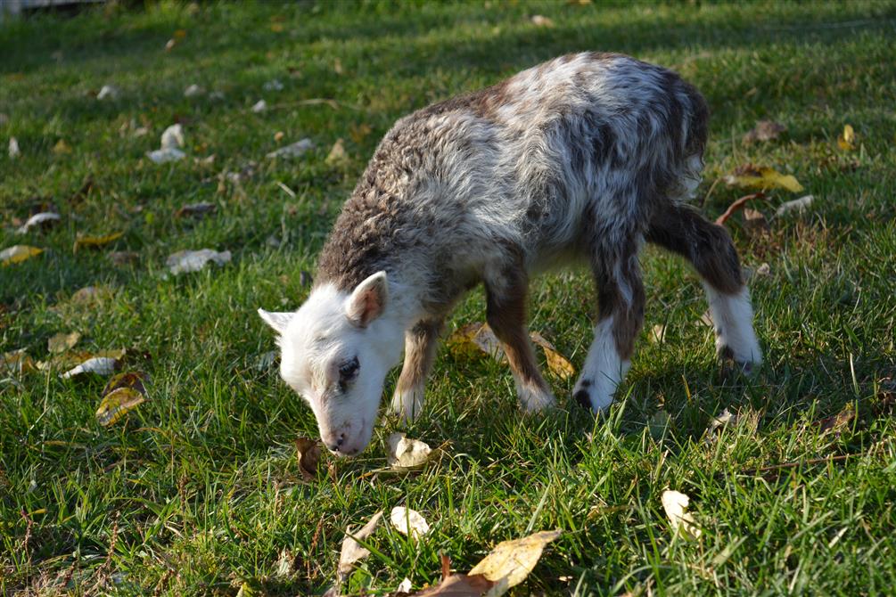 2024-10-21 15h42 (5) (&copy;CaJoler s.e.n.c.)