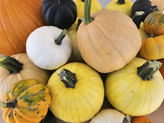 Ferme Guy Rivest - 16