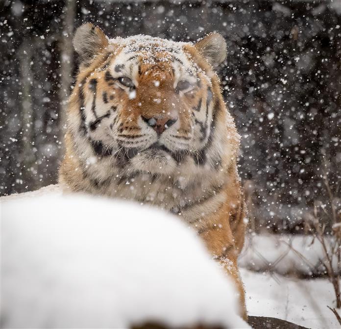 Tigre de l'Amour au Zoo de Granby (&copy;Zoo de Granby - Bertrand Duhamel )