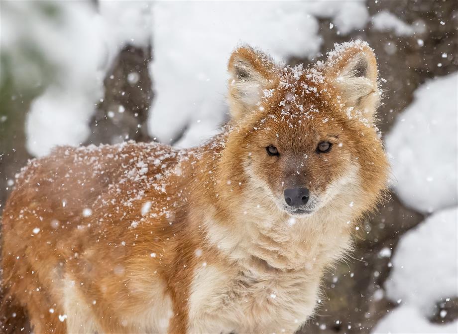 Dholes au Zoo de Granby (&copy;Zoo de Granby - Bertrand Duhamel )