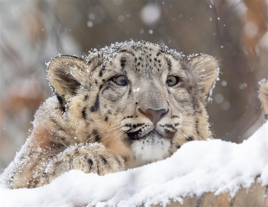 Léopard des neiges au Zoo de Granby (&copy;Zoo de Granby - Bertrand Duhamel )