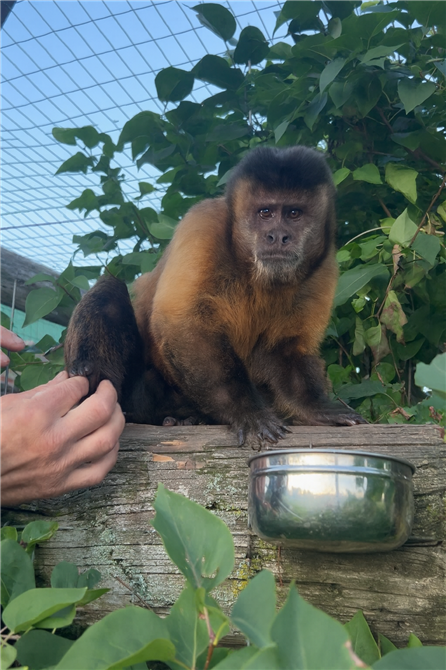 Singe (&copy;Cinézoo)