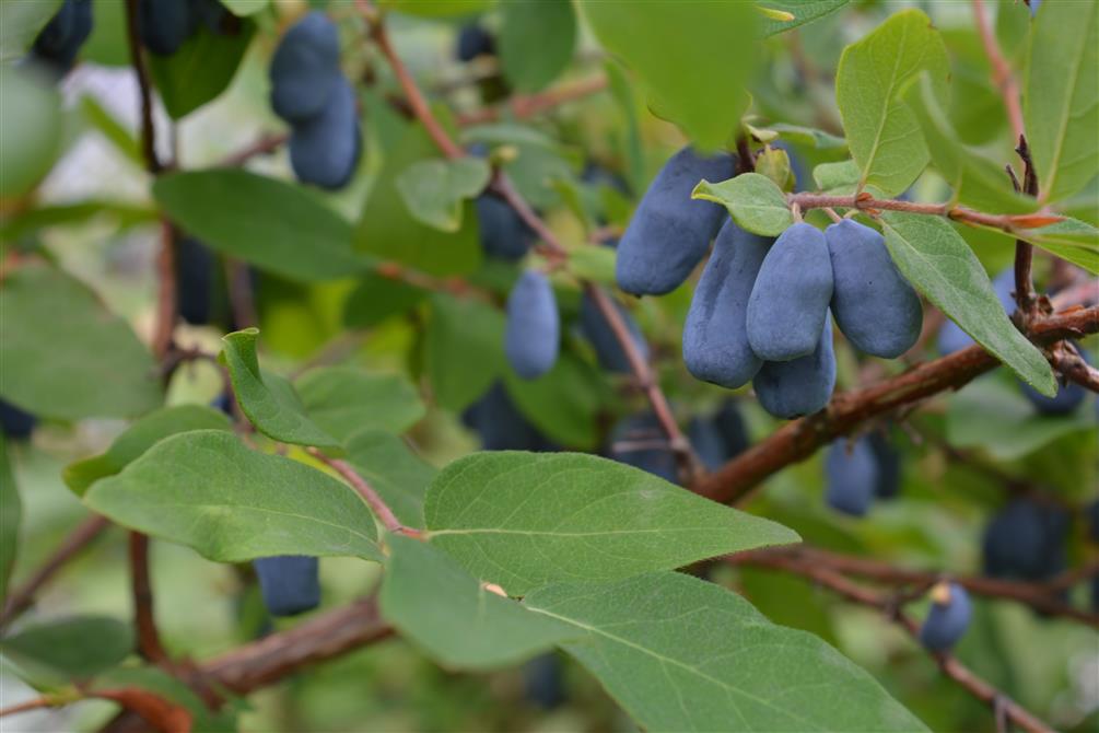 2025-07-05 14h26 (1) (&copy;CaJoler s.e.n.c.)