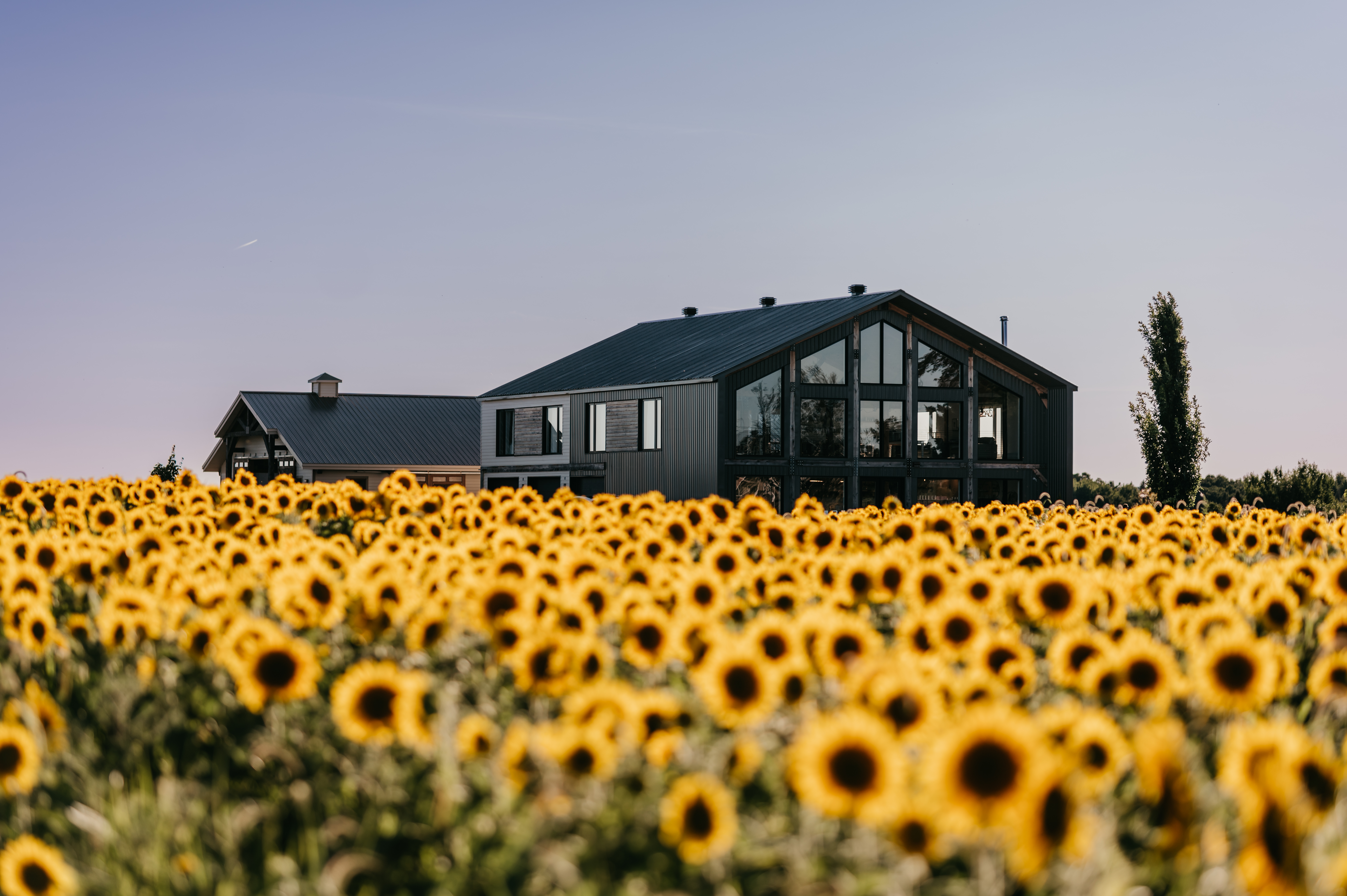 Passion Lavande, et les tournesols