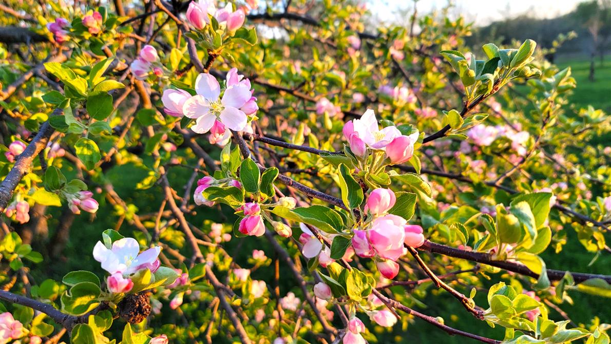 20250514_194211 (&copy;Cidrerie Pomme Sauvage)