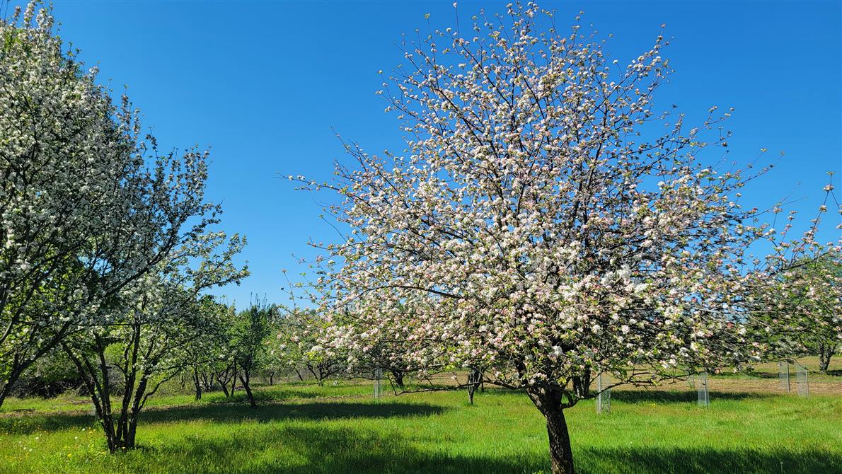 20250527_090304 (&copy;Cidrerie Pomme Sauvage)