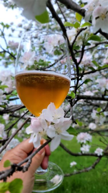 20250529_073709 (&copy;Cidrerie Pomme Sauvage)