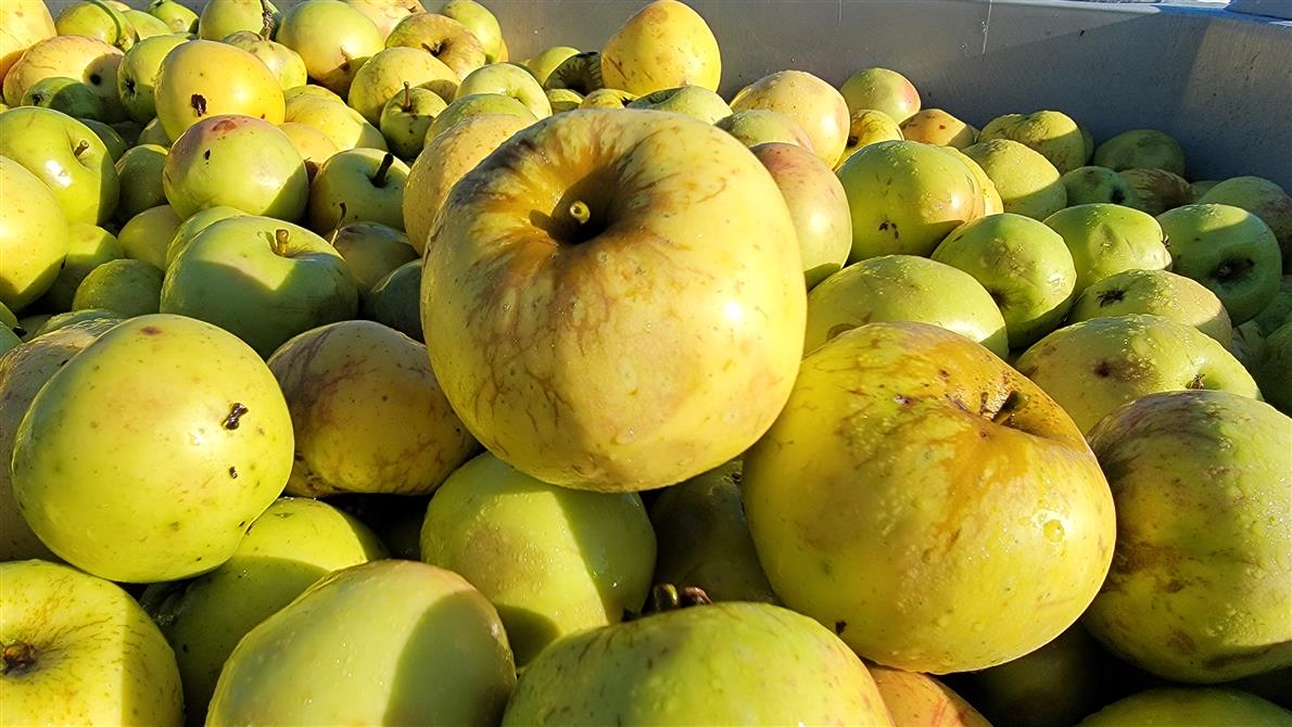 20251024_091827 (&copy;Cidrerie Pomme Sauvage)