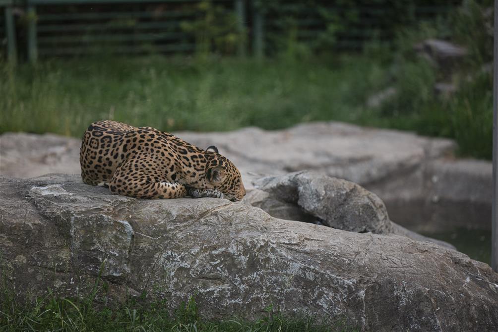 Expérience Zoo la Nuit | Été  (&copy;Zoo de Granby | Expérience Zoo la Nuit | Vincent Girard)