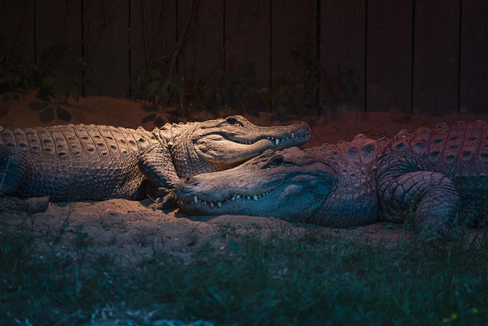 Expérience Zoo la Nuit | Été  (&copy;Zoo de Granby | Expérience Zoo la Nuit | Vincent Girard)