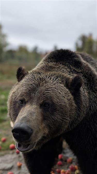 Ours (&copy;Cinézoo)