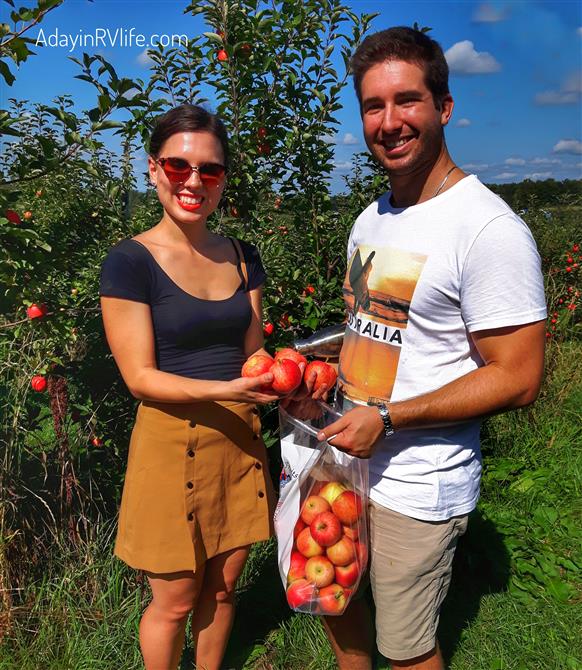Autocueillette de Pommes et prunes (&copy;Au Paradis des Fruits, Ferme ECOLOGIQUE)