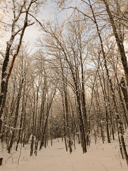 Sentier en forêt (&copy;Pavillon des Mésanges)