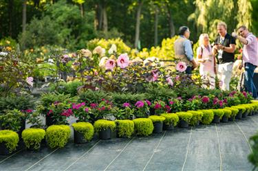 Pépinière Villeneuve -1