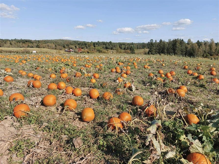 459926591_1065490418913864_3712407323625736949_n (&copy;Plantations Stéphan Perreault)