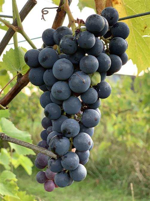 Nos précieux raisins (&copy;Vignoble Bromont - Auberge & Boutique)
