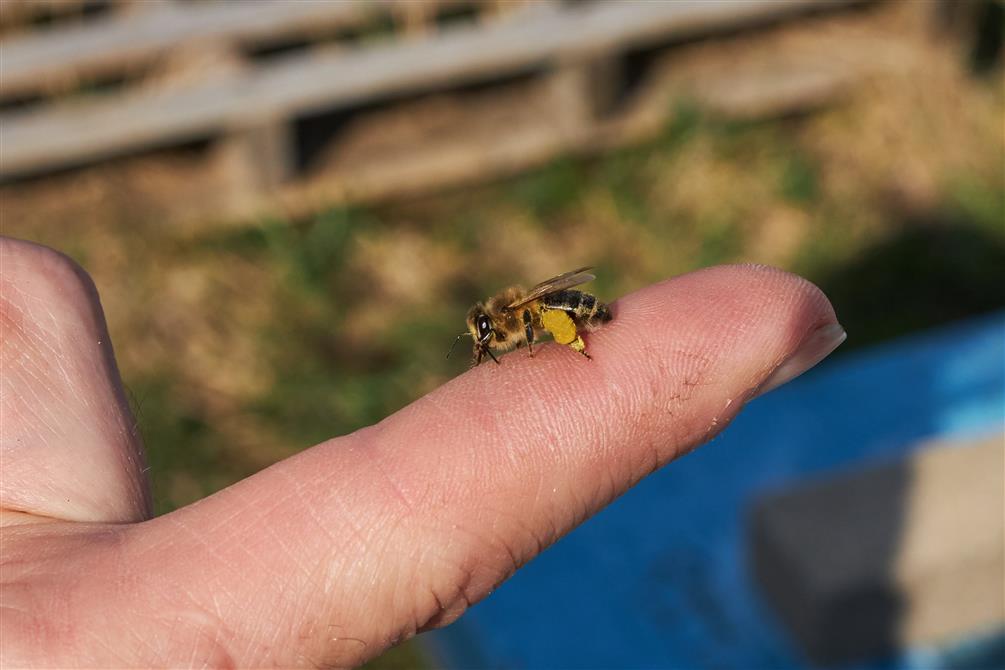 Une petite abeille au printemps (&copy;S. Lafrance.)