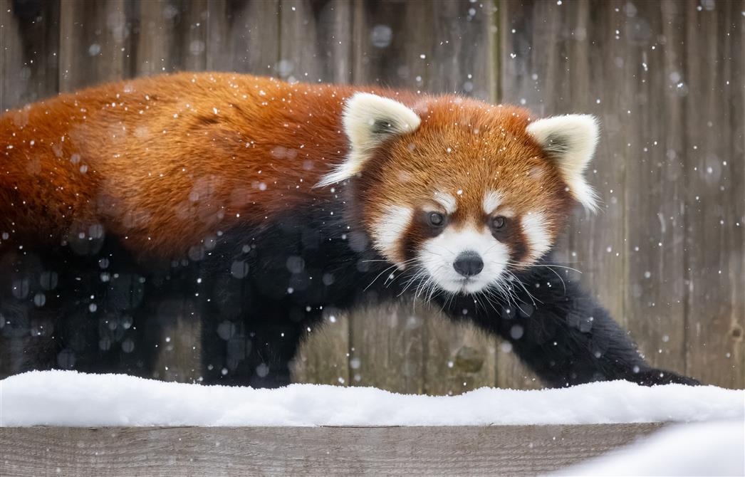 Petit panda au Zoo de Granby (&copy;Zoo de Granby - Bertrand Duhamel )