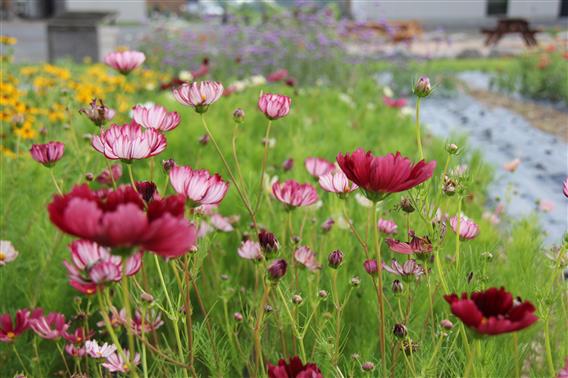 Jardin