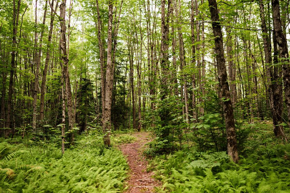 Boisé (&copy;Charles & Annie Photographie 2024)