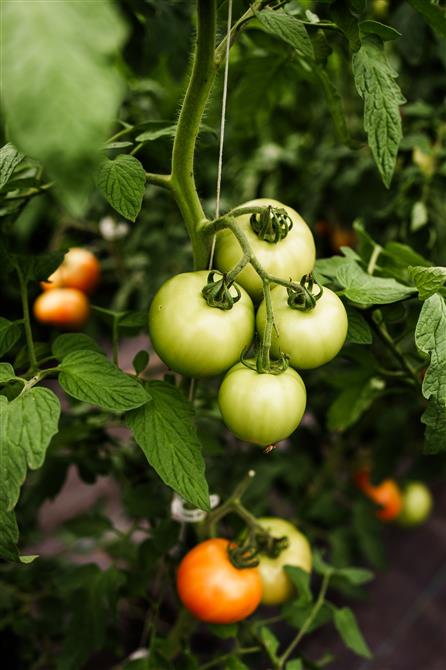 Marché fermier (&copy;Charles & Annie Photographie)