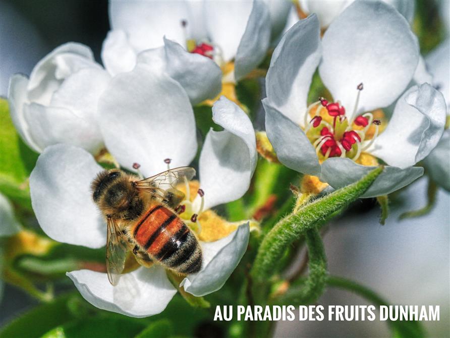 Abeille butinant parmis les fleurs de pommiers! (&copy;Therese Charbonneau )