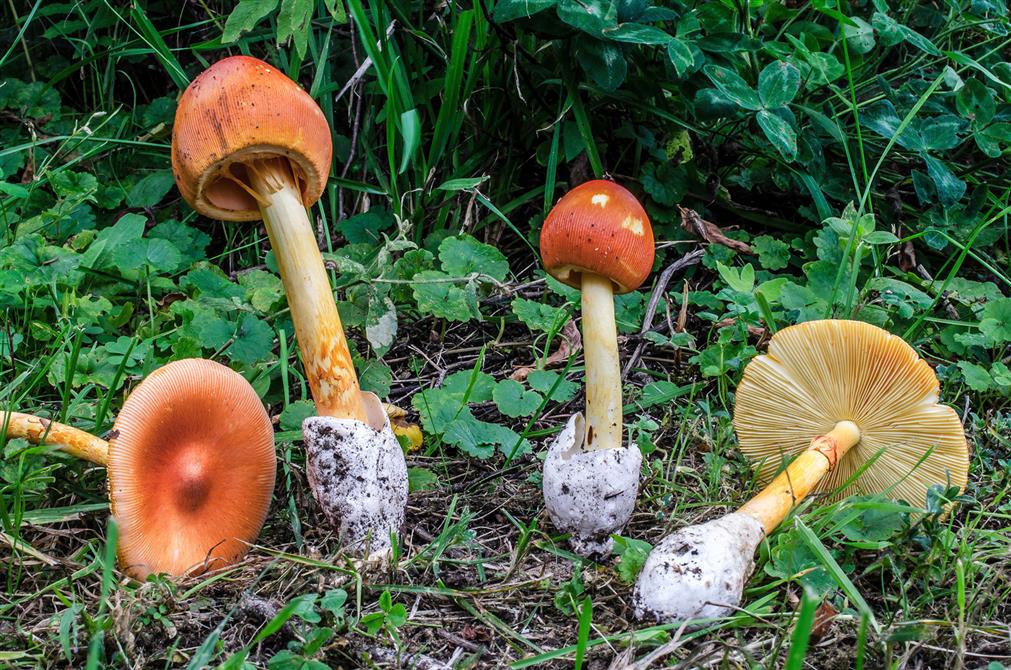 Amanite de Jackson (&copy;Réjean Pérreault)