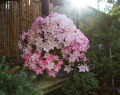 L'azalée en pleine floraison