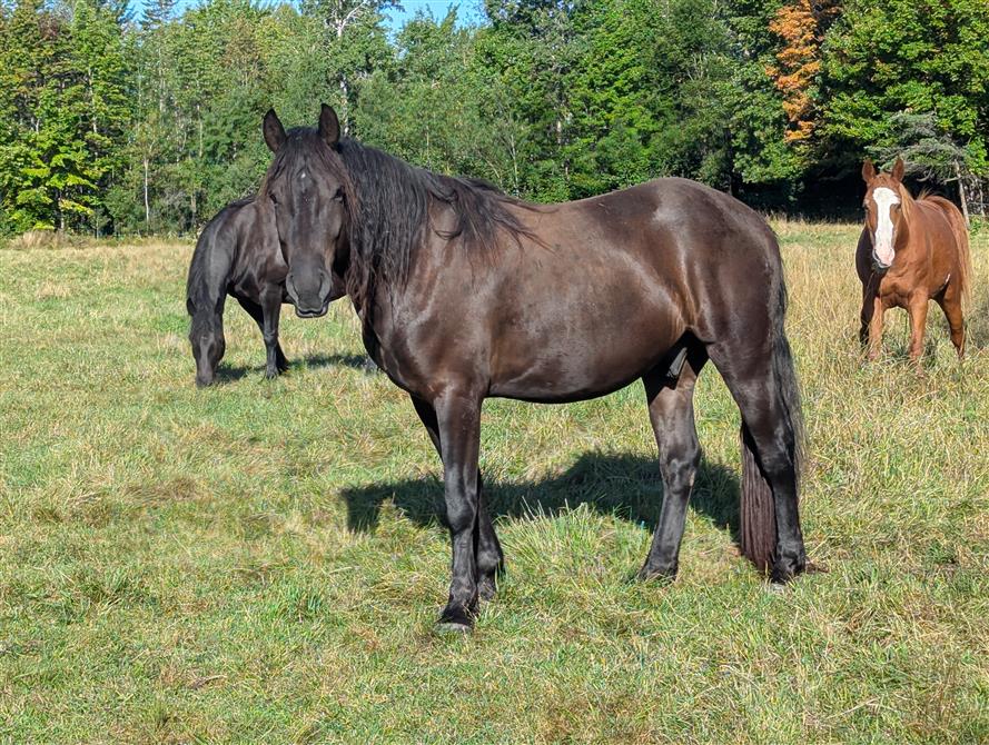 Arthur (&copy;Patrick Dezothez)