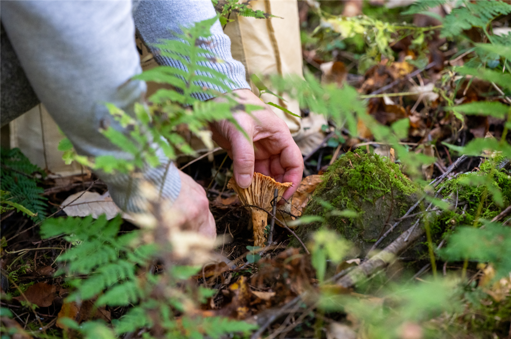 Atelier champignons ville de Granby (&copy;Cueillette de champignons)