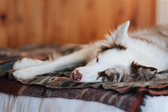 Auberge du lac taureau_Dogfriendly-Chambre