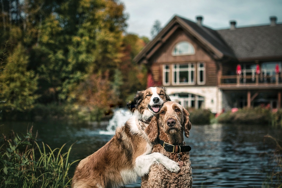 Auberge du lac taureau_Dogfriendly-été