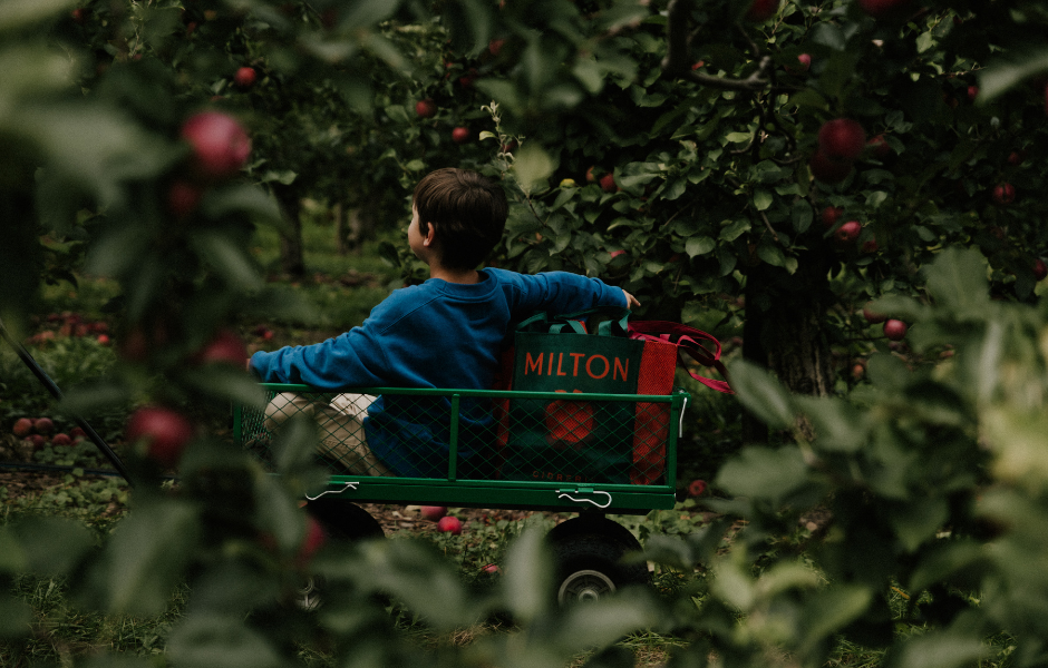 Autocueillette de pommes (&copy;Cidrerie Milton)
