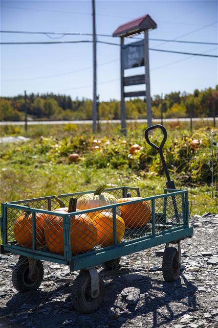 Automne-Torrieux-2025-Morphart-03 (&copy;Ferme des Petits Torrieux)