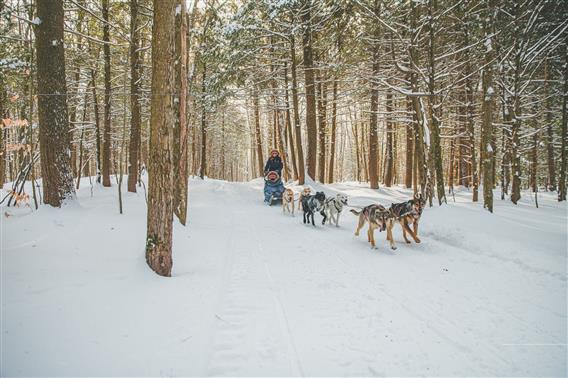 Traîneau à chiens, Lanaudière