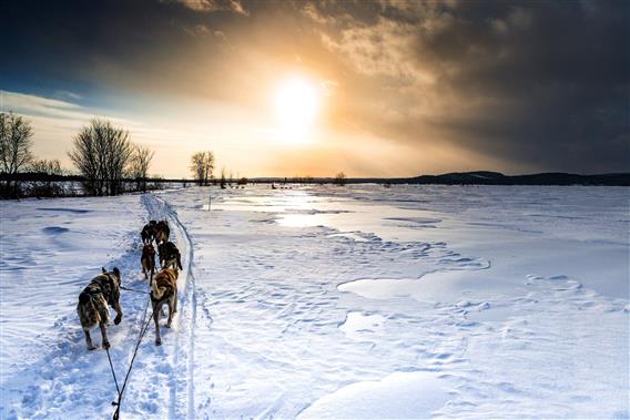 Traîneau à chiens en sentier, Lanaudière