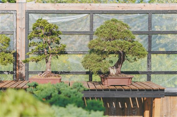 Bonsai Gros-Bec 2