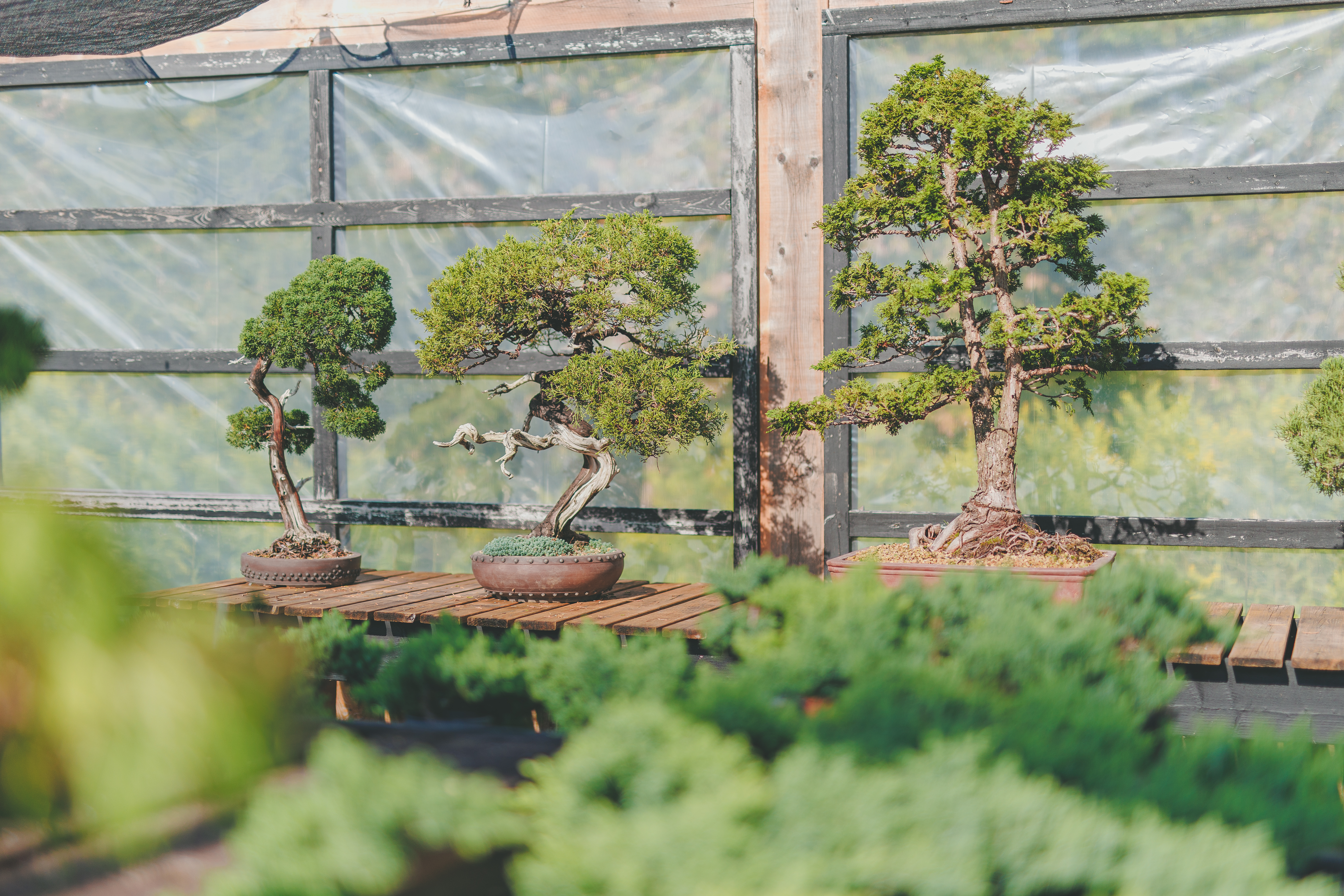 Bonsai-Gros-Bec_2023_credit-photo-Simon-Laroche26