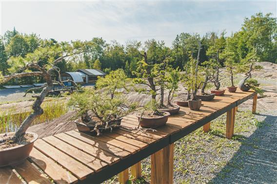 Bonsai-Gros-Bec_2023_credit-photo-Simon-Laroche38